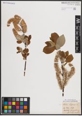 Foto von Salix caprea L.